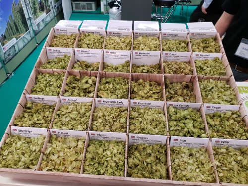 British Hops Hops